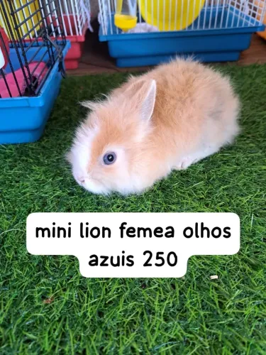 mini coelhos Fazenda Rio Grande