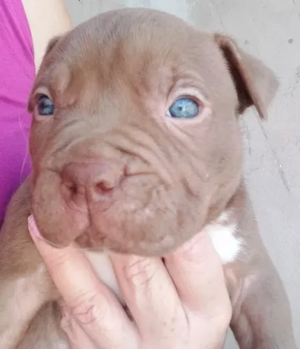 Filhote cão