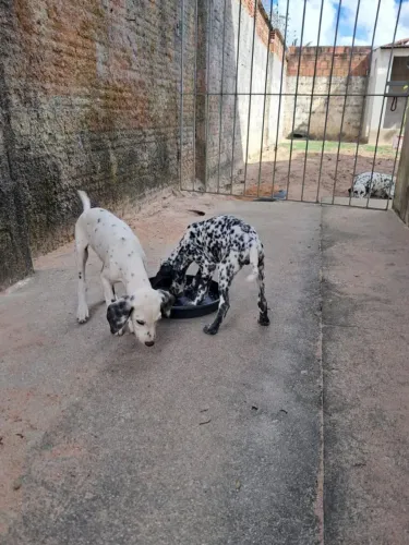 FILHOTES DE DÁLMATAS