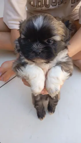 Vende cachorro Shitzu macho trata 44.9. *