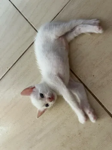 Gatinha branca