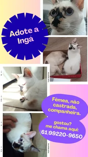 Adoção responsável