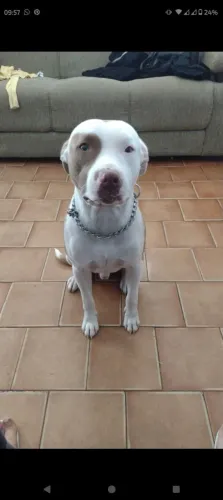 DOAÇÃO DE PITBULL MACHO