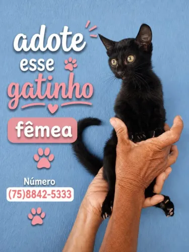 Gatinho para adoção