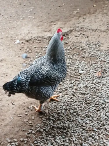 Vendo frango cruzado com brama 100 reais comecando a cantar