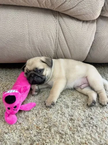 Pug Uma carinha feita para conquistar admiradores