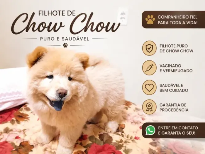 Filhote Chow Chow Branco Macho