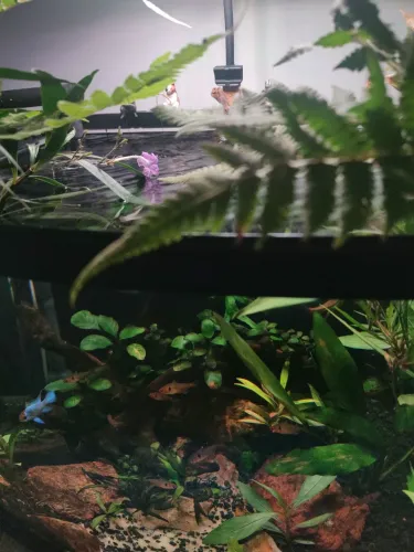 Aquário 60L