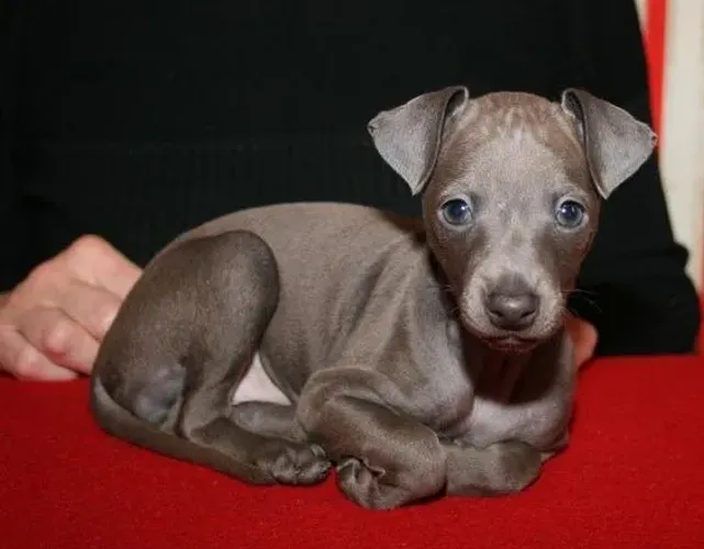 Galgo Italiano