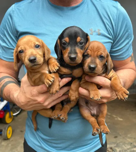 Salsichas/dacshund/cofap