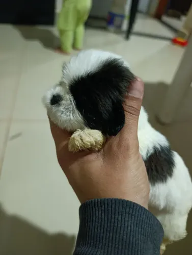 Linda e pequena Shitzu fêmea 