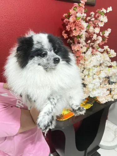 Lindo Lulu da Pomerânia - Macho