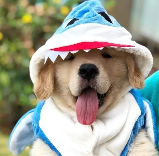 Golden Retriever Amor que não cobra nada