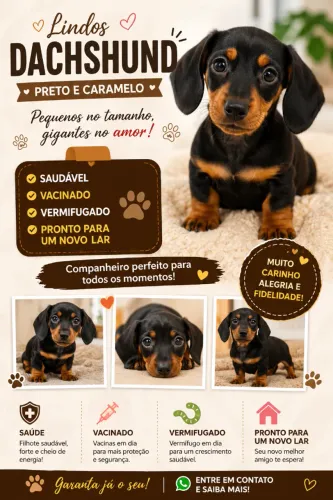 Dachshund Preto e Caramelo