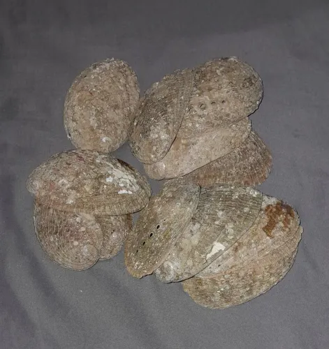 Conchas