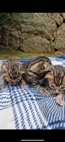 Gato Bengal filhotes