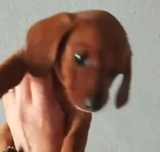 Basset teckel orelhinhas apaixonantes 