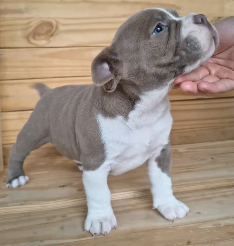 Filhotes American bully 