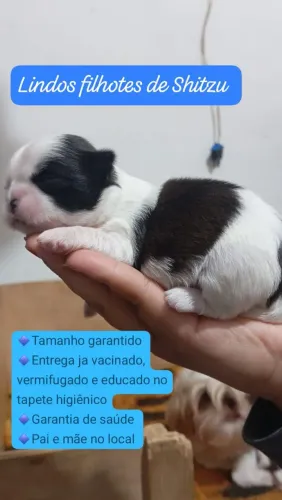 Shitzu macho perfeito