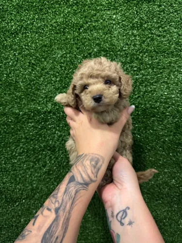 Poodle Toy Verdadeiro - Filhotes Pequenos e Inteligentes