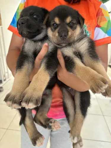 Filhotes de Pastor Alemão com Husky Siberiano (Shepsky)