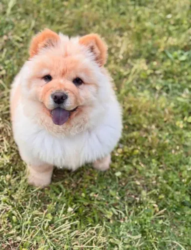 Seu novo melhor amigo tem nome: Chow Chow! 