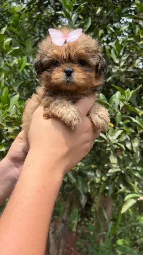 Lindos Shih Tzu esperando por você