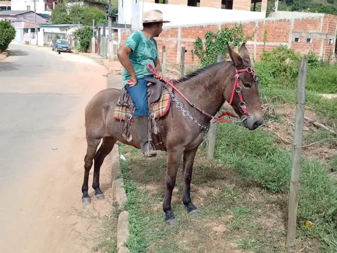 Mula top de linha 