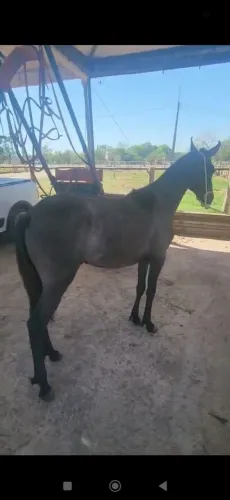 Potra mangalarga marchador