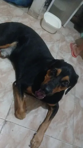 Doação de Cachorro