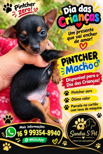 Pinscher macho disponível n 0