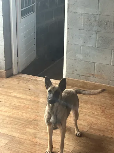 Vende-se fêmea de pastor malinois