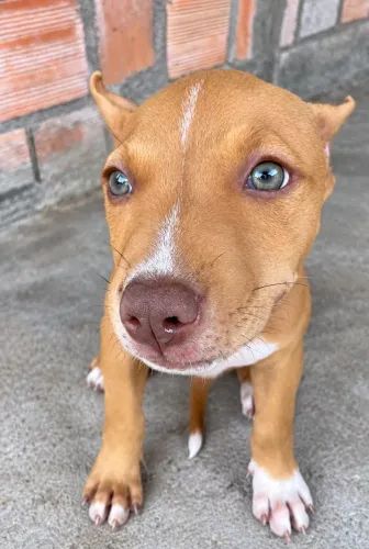 Pit monster