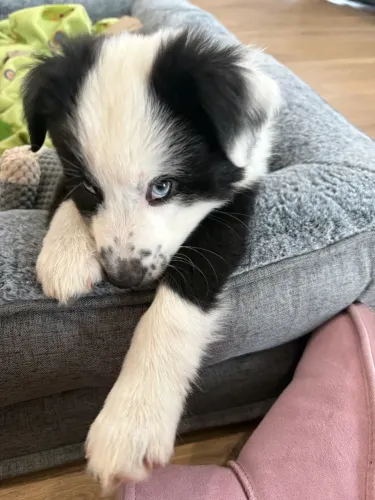 Filhote Border Collie Fêmea Encantadora entrega imediata