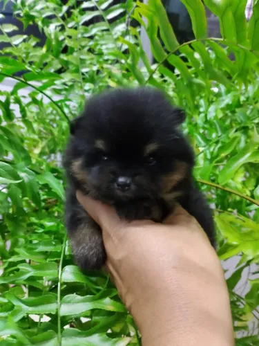 Spitz alemão/ lulu da pomerania 