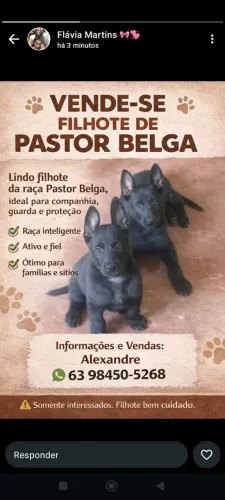 Filhotes de Pastor belga de malinoas