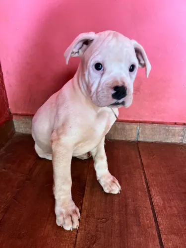 Filhote Boxer Macho 
