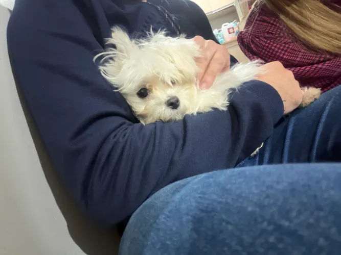 Maltês 5 meses