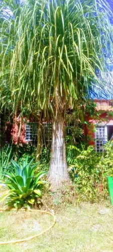 Planta pata de helefamte