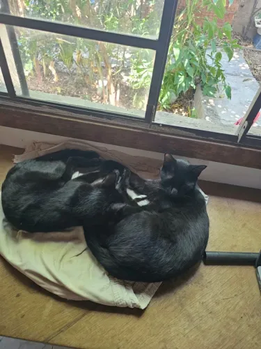 Doa-se gatinhas