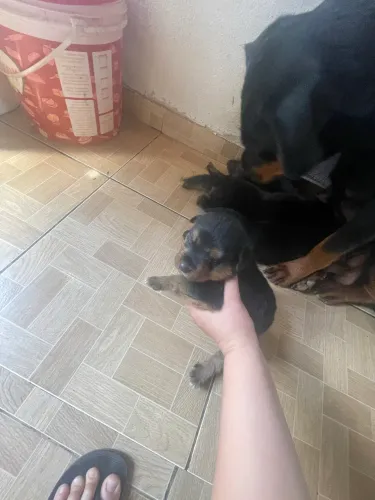 Filhote de rottweiler 