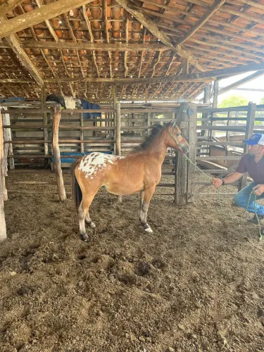 Poney pronto pra criança