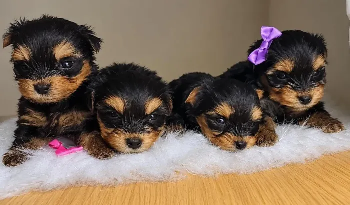 Filhotes Yorkshire terrier