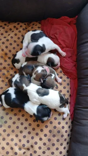 Cachorro
