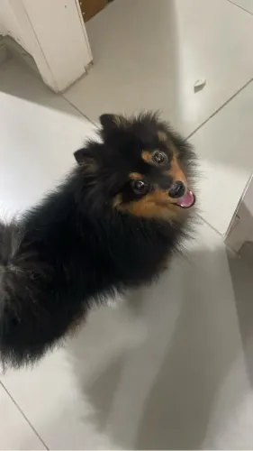 Spitz alemão