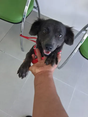 Doação de 1 cachorrinha 