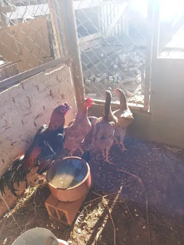 Vendo lote de galinhas