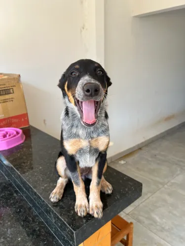 Filhote fêmea de Border Heeler