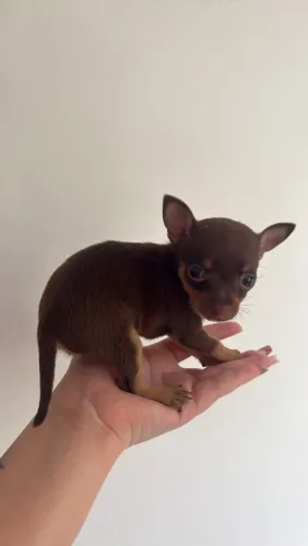 Filhotes de pinscher