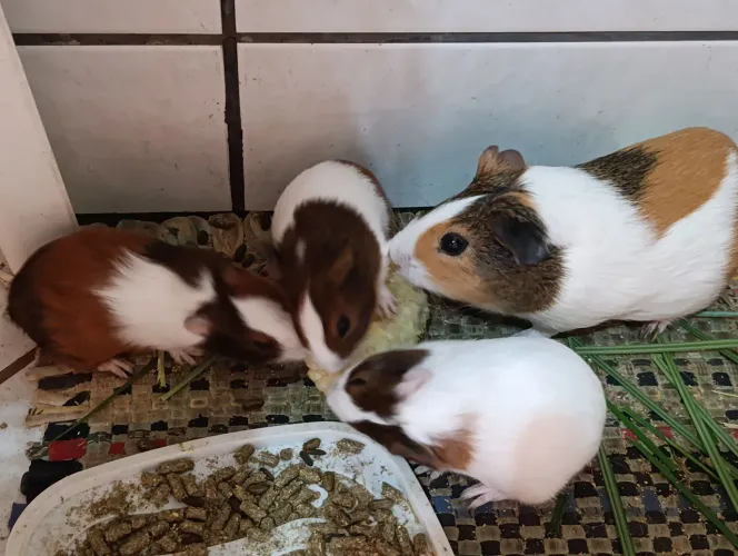 Porquinhos da índia 